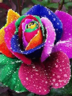 Разноцветная розочка