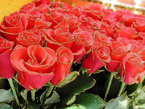 Красивые розы. Цветы картинки