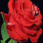 Красная роза анимация