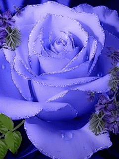 Голубая роза Цветы на телефон