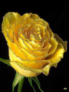 Жёлтая роза Цветы на телефон