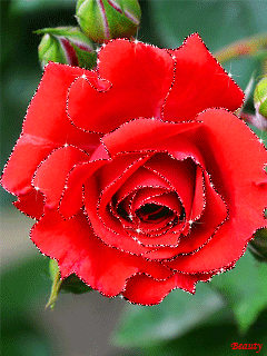 Роза цвета крови. Цветы на телефон