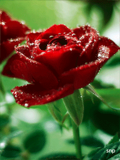 Роза бордовая Цветы на телефон