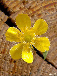 Желтый цветок Цветы на телефон