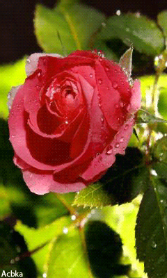 Чудесная роза Цветы на телефон