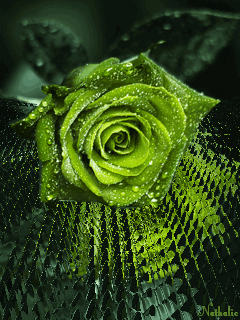 Зелёная роза Цветы на телефон