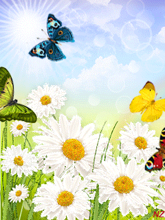Бабочки с ромашками. Цветы на телефон