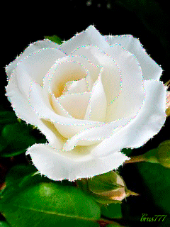 Белая роза Цветы на телефон