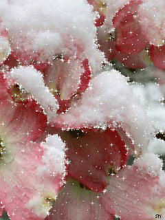 Цветы под снегом. Цветы на телефон