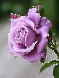 Сиреневая роза. Цветы на телефон