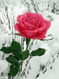 Роза в зимнем саду Цветы на телефон
