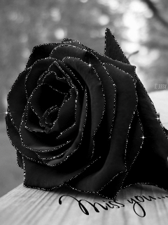 Черная бархатная роза Цветы на телефон