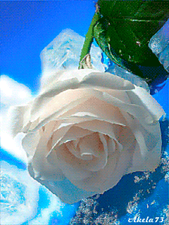 Белая роза на мобильный Цветы на телефон