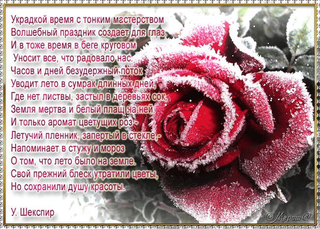 Красивые стихи о цветах розах. Стихотворение про розу. Красивой женщине красивые цветы стихи. Открытки со стихами.