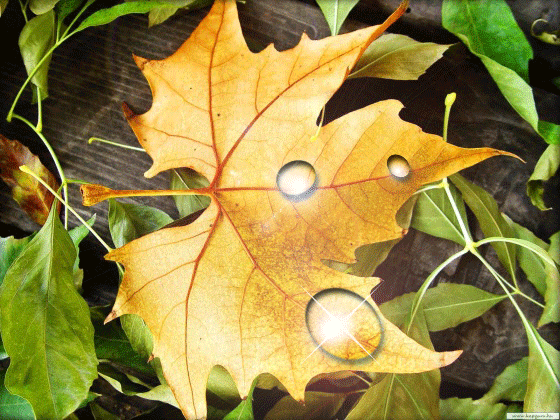 Осенний лист Осень в картинках
