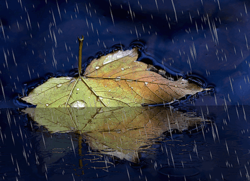 Осенний лист кленовый под дождём. Осень в картинках