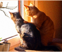 Кошки у окна анимация