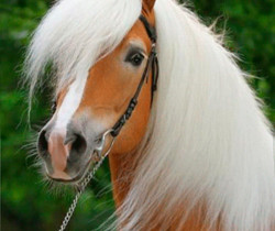 Красивый белогривый конь