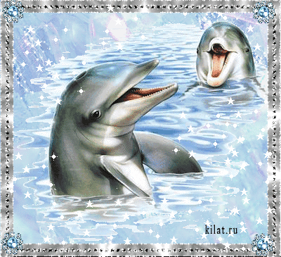 Дельфины анимашки. Животные в картинках