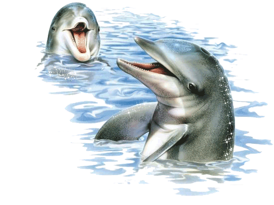 Дельфины анимации Животные в картинках