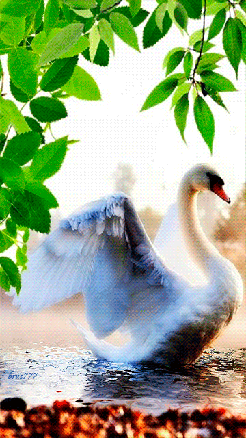 Картинка анимационная белый лебедь