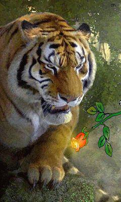 Усурийский тигр Животные в картинках