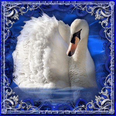 Лебедь белая. Животные в картинках
