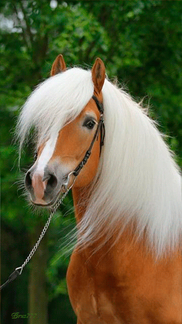Красивый белогривый конь