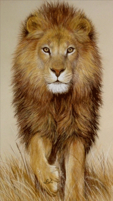 Лев царь зверей Животные в картинках