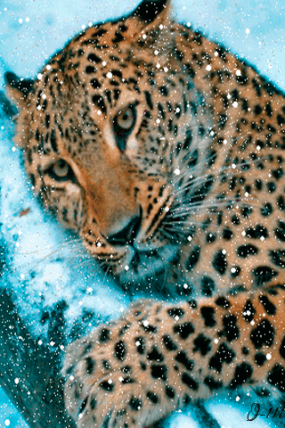 Леопард Животные в картинках