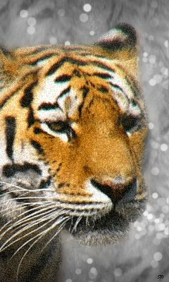 Тигр Животные в картинках