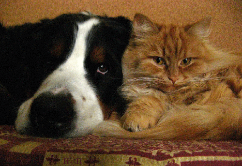 Кошка с собакой Животные в картинках
