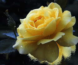Желтая роза под дождем