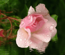 Роза с капельками воды