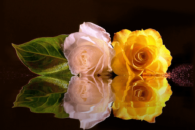 Две розы. Цветы картинки