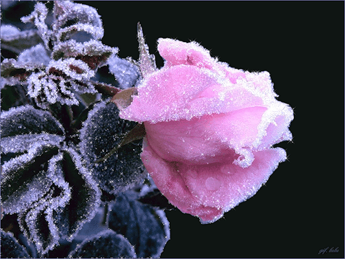 Розовая роза. Цветы картинки