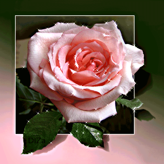 Нежная роза Цветы картинки