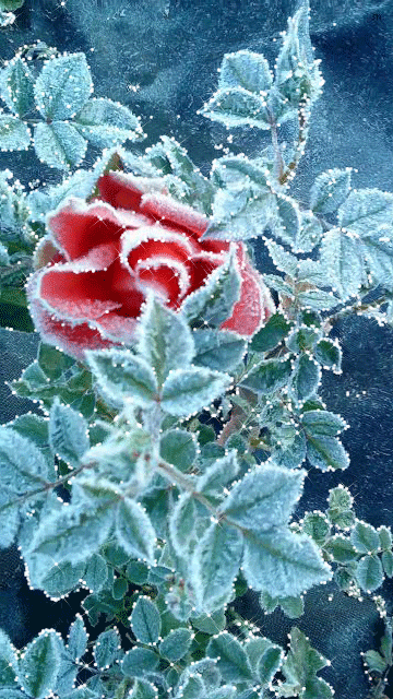 Сахарная роза на морозе Цветы картинки