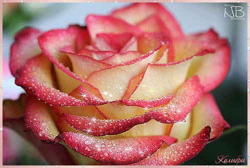Анимационная роза с блеском Цветы картинки