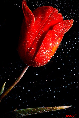 Красный тюльпан Цветы картинки