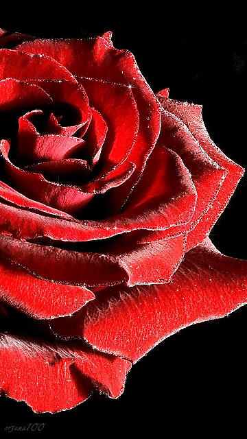 Красная роза. Цветы картинки