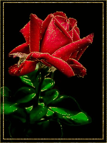 Роза Цветы картинки