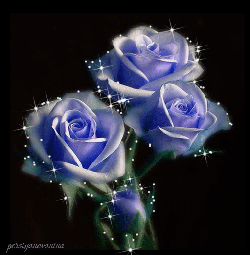 Голубые розы. Цветы картинки