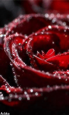 Красивая роза. Цветы картинки