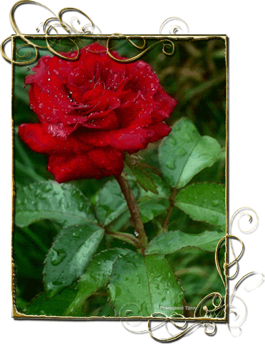 Живая роза