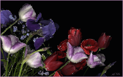 Тюльпаны и ирис Цветы картинки