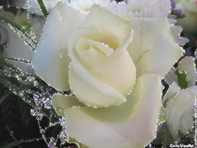 Сияющий бутон белой розы. Цветы картинки