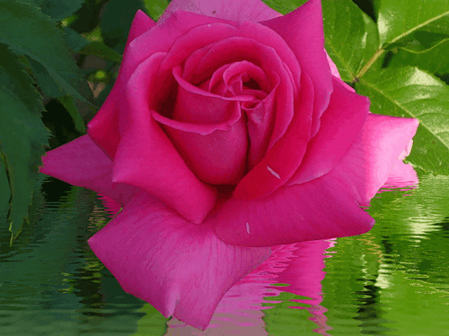 Пурпурная роза Цветы картинки