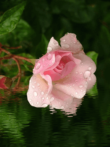 Роза с капельками воды. Цветы картинки