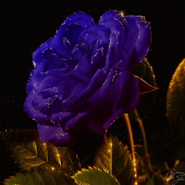 Роза синяя Цветы картинки